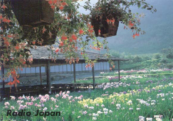 Iris garden in kakegawa